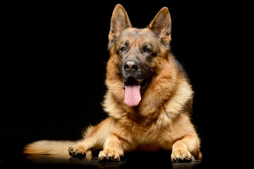 Studio shot of an adorable German shepherd