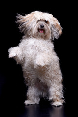Studio shot of an adorable Shi-Tzu