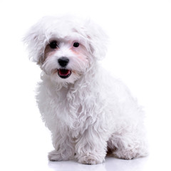 Studio shot of an adorable Havanese