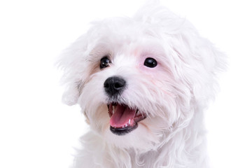 Portrait of an adorable Havanese