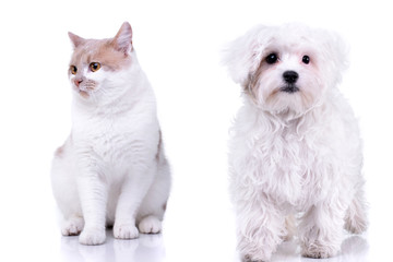 Studio shot of an adorable domestic cat and a Havanese