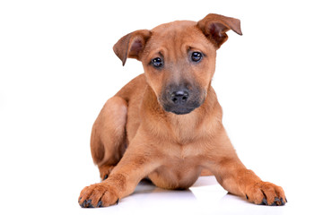 Studio shot of an adorable mixed breed puppy