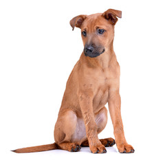 Studio shot of an adorable mixed breed puppy