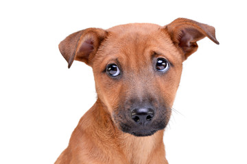Portrait of an adorable mixed breed puppy - 242870048