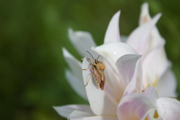 Beetle-rider on a pale pink  flower dahlias.