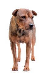 Studio shot of an adorable mixed breed dog