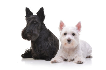 An adorable West Highland White Terrier and a Scottish terrier