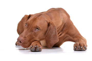 Studio shot of an adorable hungarian vizsla