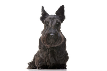 Studio shot of an adorable Scottish terrier