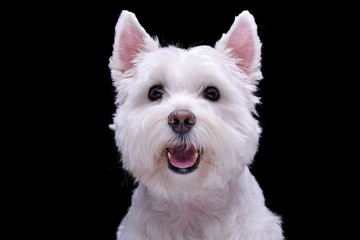 Portrait of an adorable West Highland White Terrier