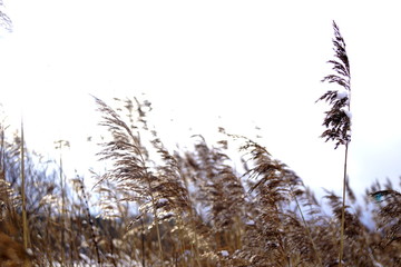 Obraz premium Reed and wind