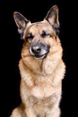 Portrait of an adorable german shepherd dog