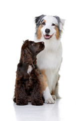Studio shot of an adorable English Cocker Spaniel and an Australian shepherd