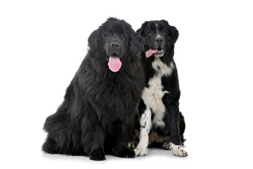 Studio shot of two adorable Newfoundland dogs