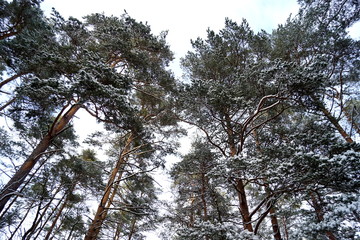 Pine trees in winter 