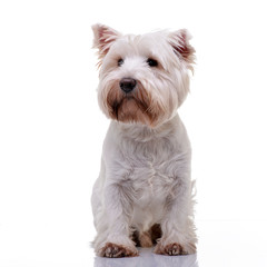 Studio shot of an adorable West Highland White Terrier