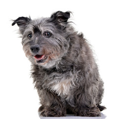 Studio shot of an adorable mixed breed dog