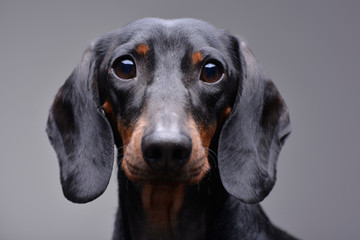 Portrait of an adorable Dachshund