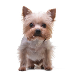 Studio shot of an adorable Yorkshire Terrier