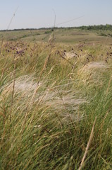 Obraz premium field of wheat