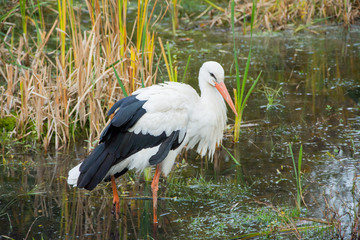 Fototapeta na wymiar Close up of storks in the spring pond 