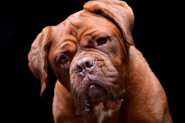 Portrait of an adorable Dogue de Bordeaux