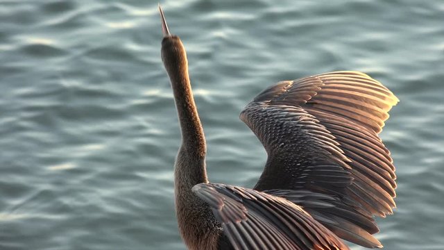 Anhinga bird takes off, Florida, USA
