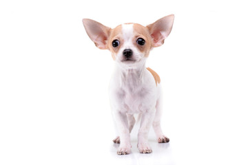 Studio shot of an adorable Chihuahua puppy