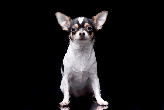 Studio shot of an adorable Chihuahua
