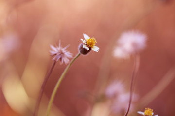 Colorful flowers grass made with gradient for background,Abstract,texture,Soft and Blurred style.postcard.