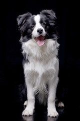 Studio shot of an adorable Border Collie