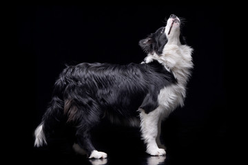 Studio shot of an adorable Border Collie