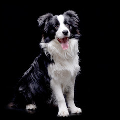 Studio shot of an adorable Border Collie