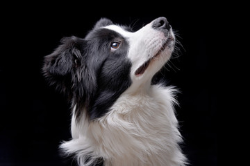 Portrait of an adorable Border Collie
