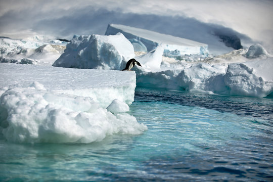 Penguin contemplates jumping off the edge of an iceberg.
