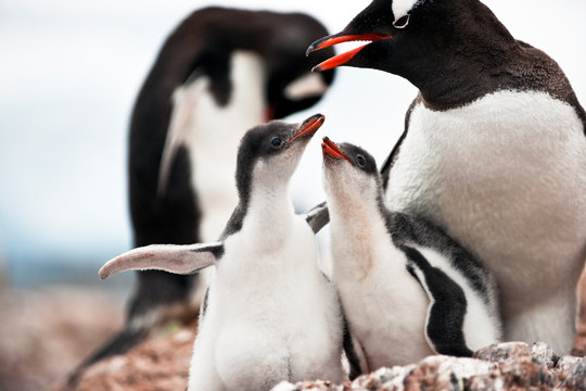 Mother caring and protecting her baby penguins.