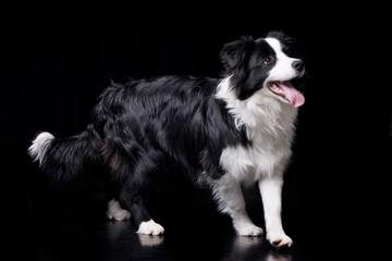 Studio shot of an adorable Border Collie