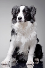 Studio shot of an adorable Border Collie