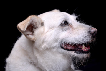 Obraz na płótnie Canvas Portrait of an adorable mixed breed dog
