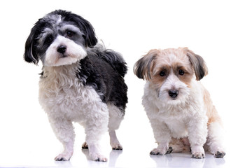 Studio shot of two adorable Havanese dog