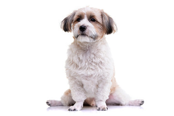 Studio shot of an adorable Havanese dog