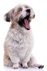 Studio shot of a cute yawning Havanese dog