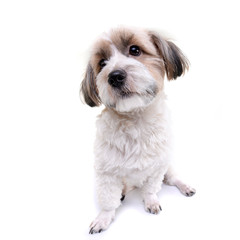 Studio shot of an adorable Havanese dog