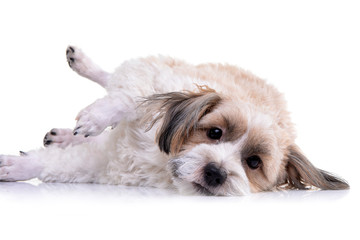 Studio shot of an adorable Havanese dog