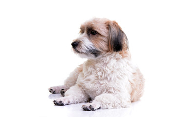 Studio shot of an adorable Havanese dog