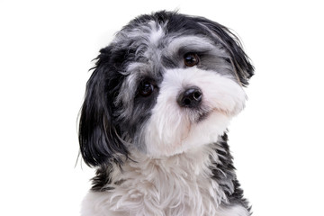 Portrait of an adorable Havanese dog