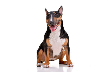 Studio shot of an adorable Bull terrier