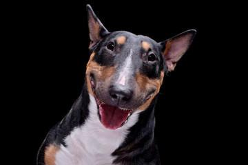 Portrait of an adorable Bull terrier