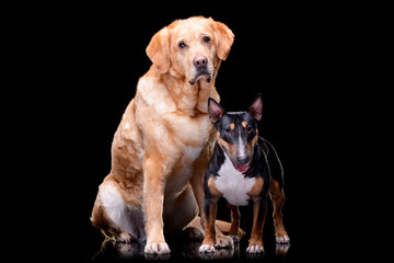 Studio shot of an adorable Golden Retriever and a Bull terrier