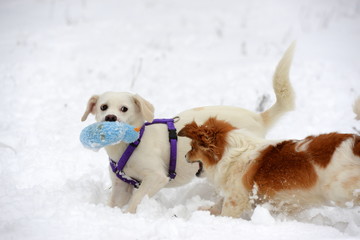 Mein Spielzeug. 2 kleine Hunde spielen mit Plüschtier im Schnee